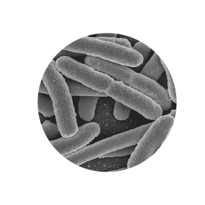 Lactobacillus Acidophilus LA85